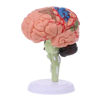 4D Išardyta dėl Anatominių Žmogaus Smegenų Modelis Anatomija Medicinos Mokymo Priemonė Statu
